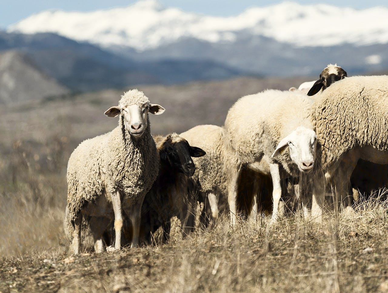 Le développement durable